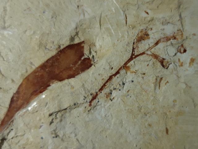 Fruchtstand indet. & Daphnogene polymorpha ETTINGSHAUSEN 1851 - Bild © FossNet FossilienStore